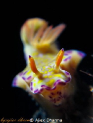 Ceratosoma tenue, taken in Seraya secrets Tulamben Bali. by Ajiex Dharma 